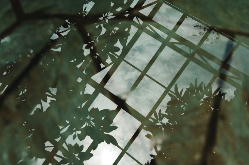 A view upward through a glass ceiling, with leaf shadows falling across the panes