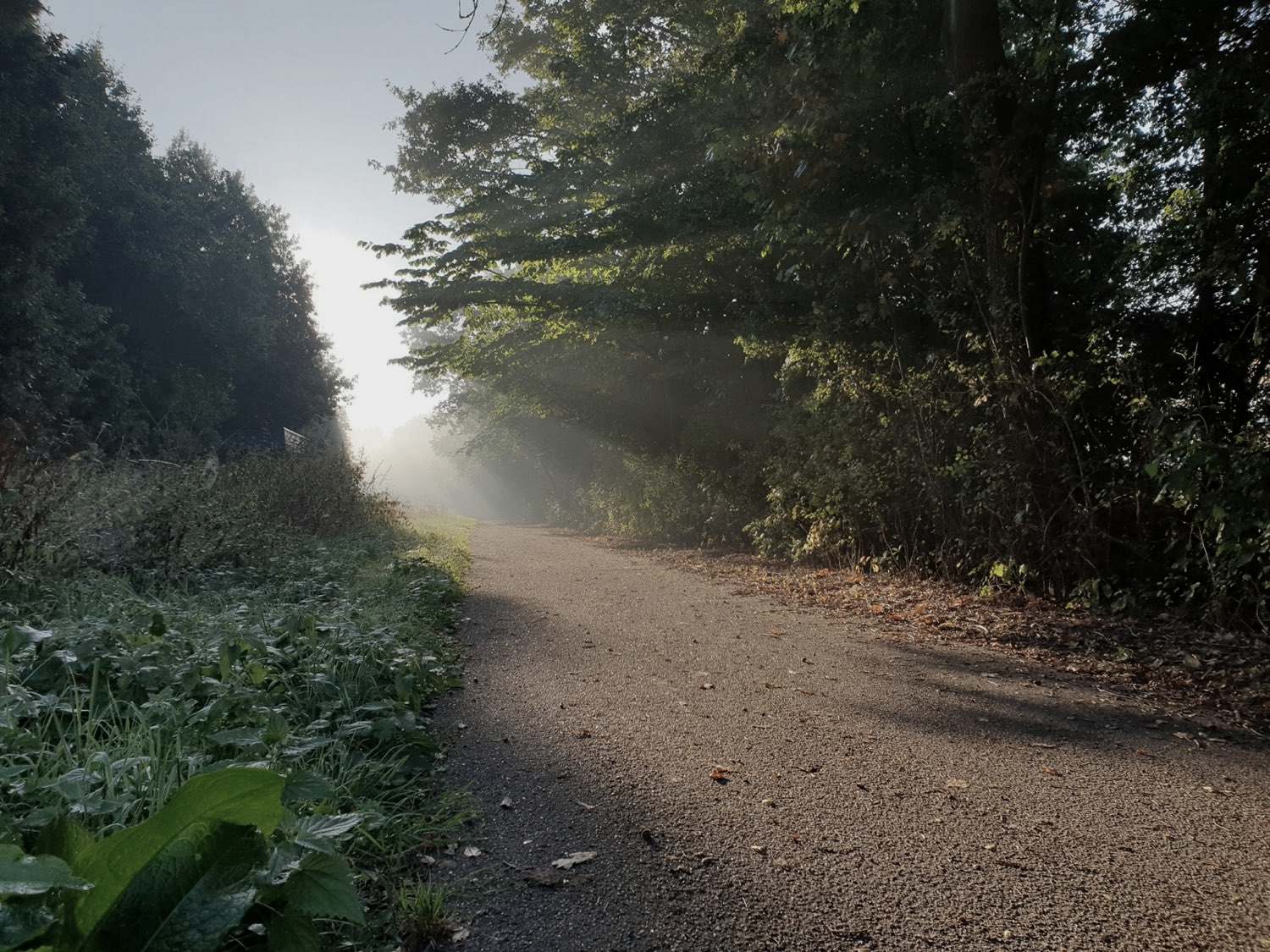 A gravel path curving through trees into soft morning sunlight